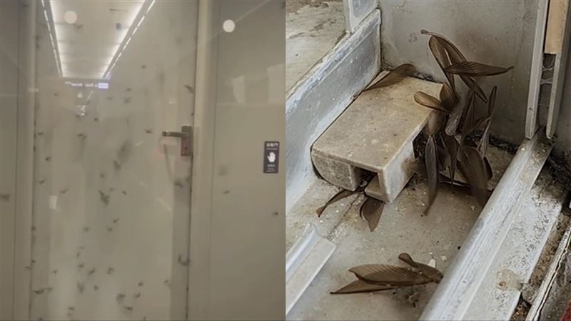 大水蟻釀自強號騷動　眼尖專家曝真實身分