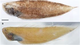 尖吻無線鰨(水試所)