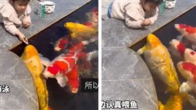 女童池邊愜意餵食「超肥錦鯉」嚇呆網友。（圖／翻攝自＠蜂鳥Video微博）