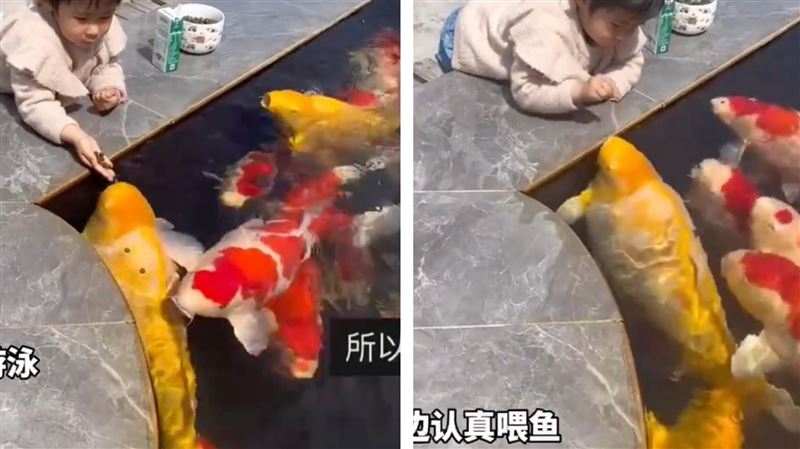 女童餵食「超肥錦鯉」網嚇呆：這是什麼豬