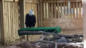 想當爸想瘋了！國寶鳥「把石頭當蛋孵」…竟奇蹟圓夢了（推特）
https://twitter.com/WBSSTL