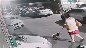 高雄,遛狗,偷竊