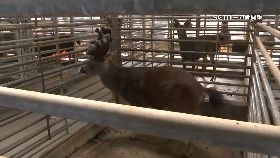 L控獵捕水鹿1800