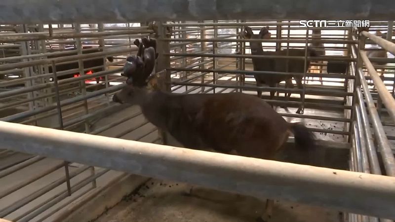 獨／為獵鹿取茸 　直擊獵人放獵犬追水鹿