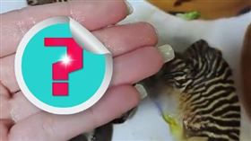 （圖／翻攝自星視頻）