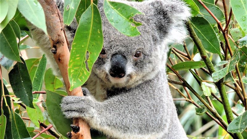 無尾熊竟不是熊！驚人真相曝：牠還有尾巴