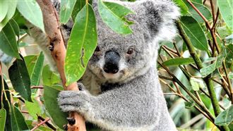 無尾熊竟不是熊！驚人真相曝：牠還有尾巴