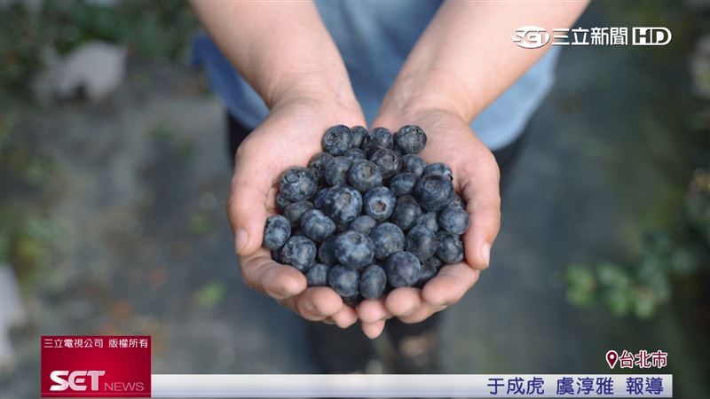 山丘藍農場台灣藍莓品質優　把握品嚐時機