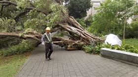 中原大學大樹倒！學生險遭擊　驚悚畫面曝