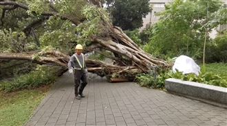 中原大學大樹倒！學生險遭擊　驚悚畫面曝