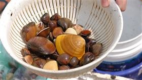 水試所發表世界新種「臺灣文蛤」(農委會)