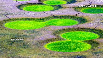 追完藍眼淚來看「綠眼睛」！魚塭出現奇景