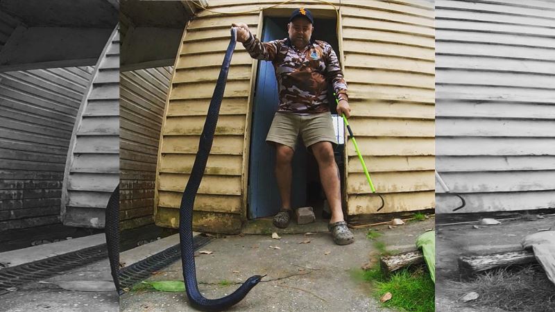 抓劇毒蛇王收嘸服務費 捕蛇人1招治奧客