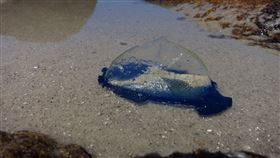 帆水母　路透社