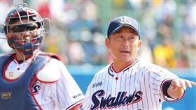 ▲石川雅規。（資料照／取自養樂多燕子FB）