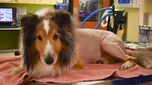 立志當狗！日男砸百萬「變牧羊犬」現況曝
