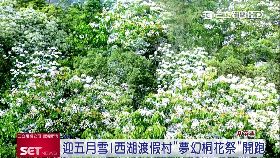 (專案)賞桐親子遊18i1824