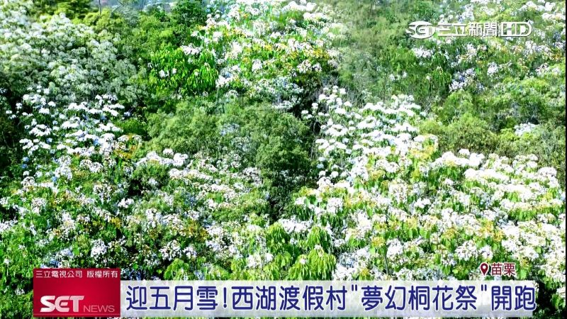 西湖飄落五月雪　桐花美景成拍照打卡景點
