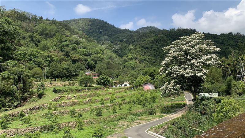秘境／油桐花、螢火蟲飛舞　生態寶庫在這