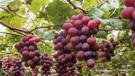 安藝皇后葡萄，日本，一串1000(圖／翻攝自古月葡萄農場)