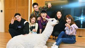 毛小孩(台視提供)
