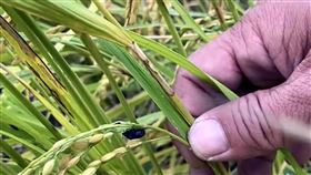 關山有機米遭黑椿象危害（1）台東縣關山有機米栽培區受到黑椿象危害，這幾天2期稻進入收割期，農民反映稻田、民宅到處都是黑椿象，產量恐怕幾少一半。（民眾提供）中央社記者盧太城台東傳真  111年11月4日