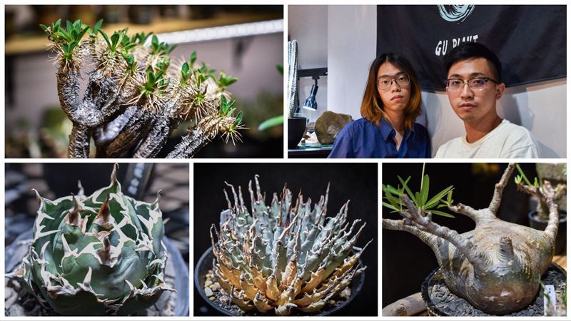 獨／中壢首間潮流植物店　老闆竟是大學生