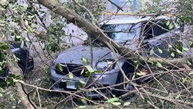 Mini Cooper遭大樹壓頂。（圖／翻攝畫面）