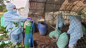 新竹市,禽流感,撲殺,家禽（圖／新竹市政府提供）