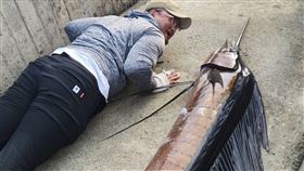 台東釣友港邊釣獲逾2米長雨傘旗魚（2）台東釣友阿豪21日上午在台東富岡漁港堤防外釣到重26.5公斤、長2.4公尺的雨傘旗魚。（民眾提供）中央社記者盧太城台東傳真  112年4月21日