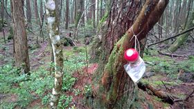  青木原樹海（圖／翻攝自推特）