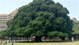 成大榕園老榕滿百年成功大學光復校區榕園內最大的老榕樹是1923年由日本裕仁皇太子所種，是榕園最早種下的榕樹，迄今已屆百年。中央社記者楊思瑞攝  112年4月23日