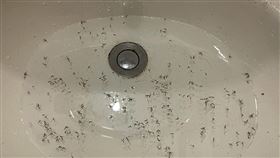 捕蚊燈,好市多,蚊子