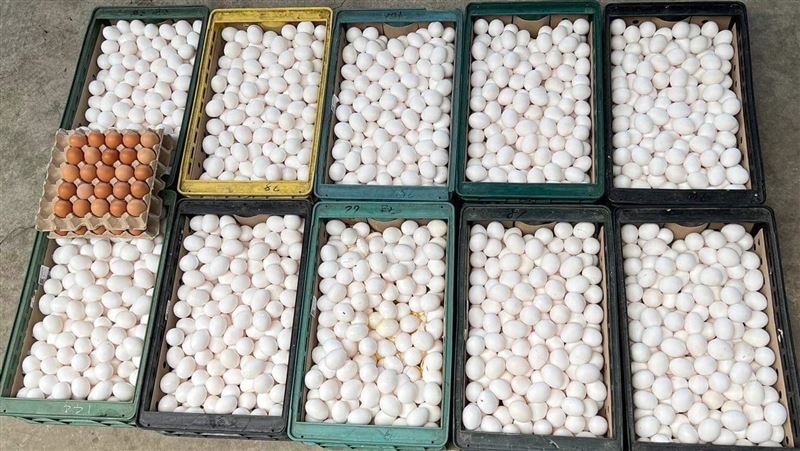 疼惜「媽祖婆ㄟ囡仔」　3200顆滷蛋免費吃