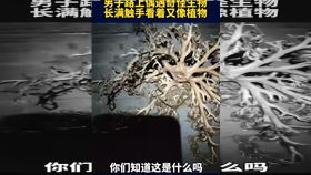 筐蛇尾（Gorgonocephalus eucnemis），(圖／翻攝自東莞映像YT)