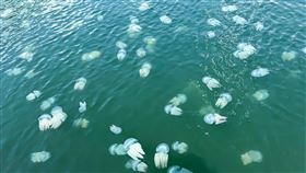 台南運河水母現蹤  學者提醒勿靠近或觸摸近日有民眾在台南運河亞果碼頭附近拍到許多水母在水面附近悠遊的景象；有學者提醒，水母帶有毒性，民眾若發現水中有水母出現，可當成生態景觀欣賞就好，不要靠近或觸摸，以免造成危險。（議員李啟維提供）中央社記者楊思瑞台南傳真  111年4月17日