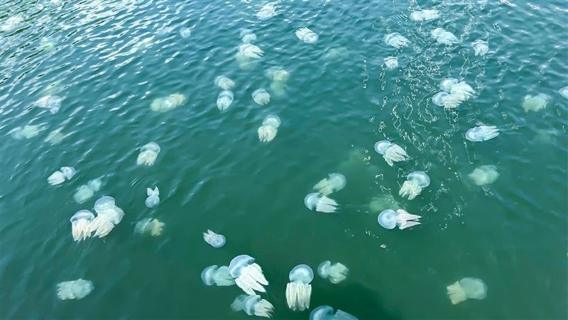 神秘生物有「24隻眼」現身香港！有毒別碰