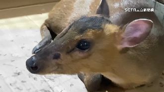 山羌闖進校園亂竄！學生看傻：以為大老鼠