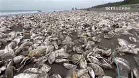 沙灘出現活體牡蠣「綿延3公里」民眾嗨撿免錢的！蚵農直擊好心碎，

牡蠣,蚵架,蚵農,蚵仔,台南,生蠔