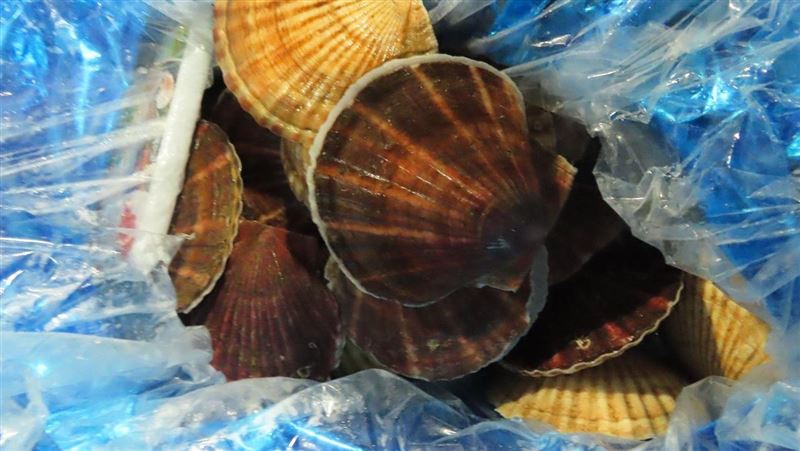 二款北海道扇貝驗出重金屬鎘　百公斤銷毀