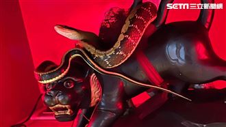 玄天上帝誕辰隔天「大蛇盤踞虎爺」廟方驚