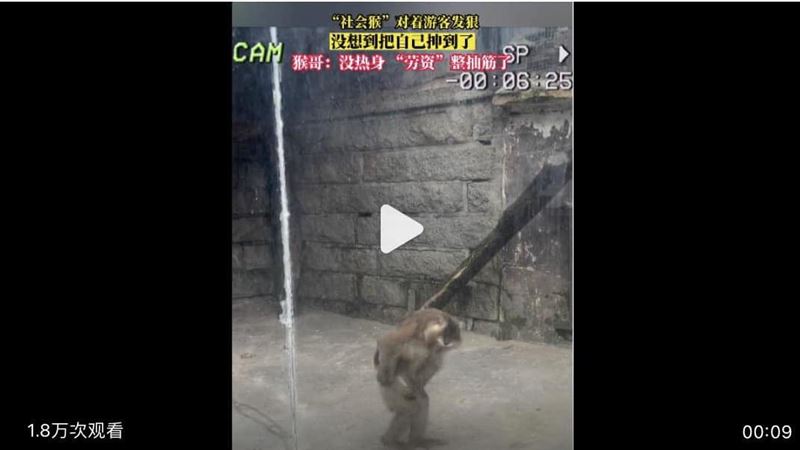 猴子在動物園抽筋影射誰？他：黑猴產業鏈