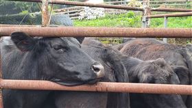 清境農場,牛群,安格斯牛(圖/清境農場提供)