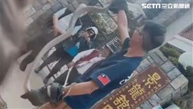 台南,蛇,南蛇,捕蛇