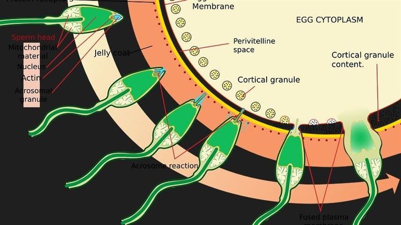 射精可防攝護腺癌   醫界老高曝驚人數字