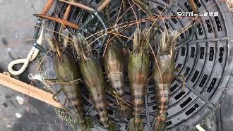 泰國蝦大PK！屏東潮州「賽神蝦」冠軍1萬