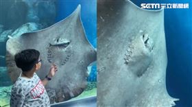 小朋友與魟魚合影　尖叫：牠把同事吃掉了