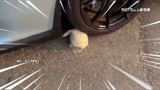 不滿超跑臨停礙生意　阿伯拿芭樂塞車輪