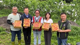 那瑪夏螢火蟲季吸2萬人　5月水蜜桃季接棒
