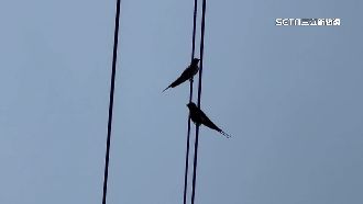 無聊當有趣！男持玩具槍射燕子喊「墜機」